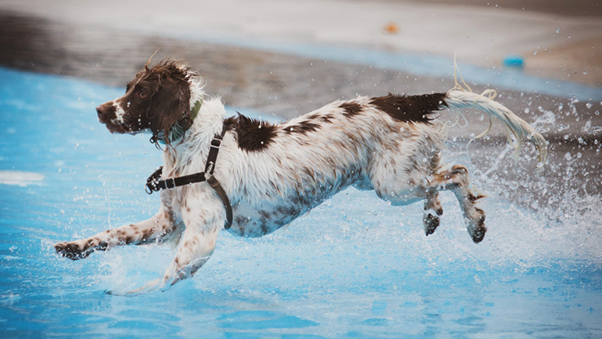 CUS8484 Pooch Pool Party 2026 Whats On Event Banner 855X480 Fillwzg1nsw0odfd